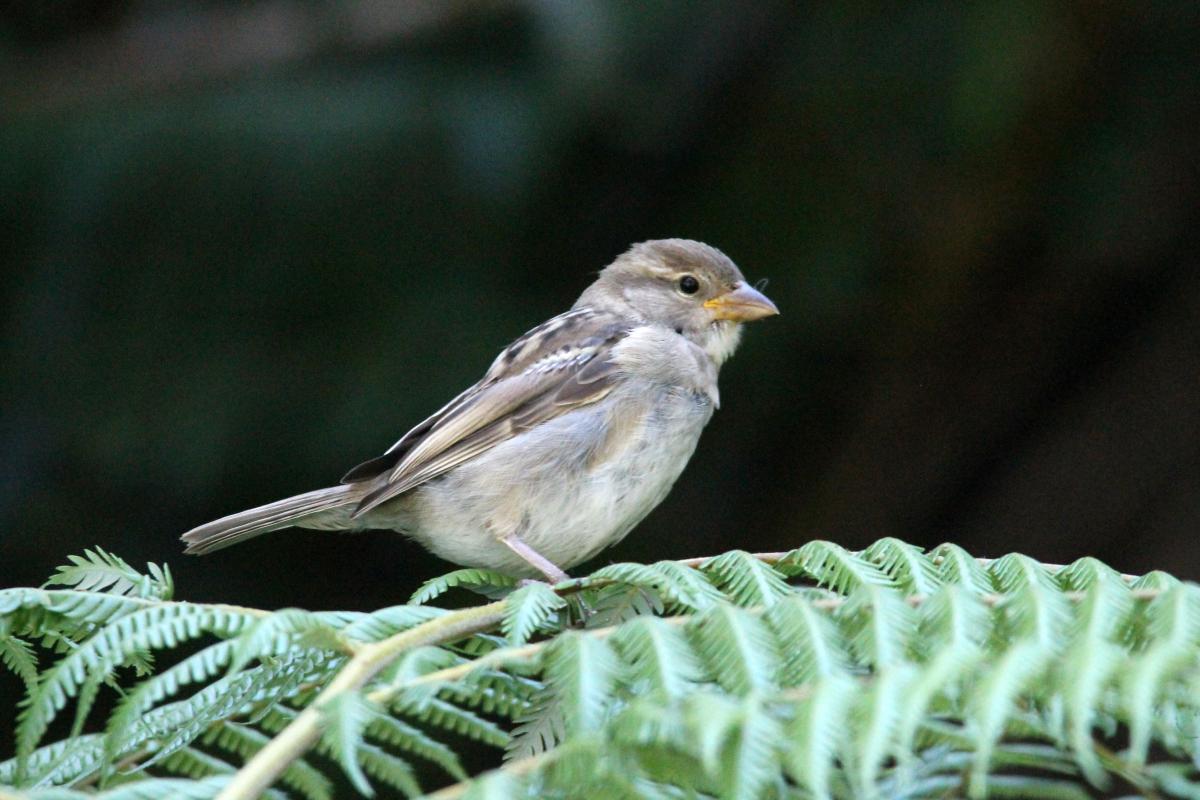 House Sparrow (Passer domesticus)